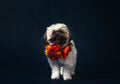 Dog Harness